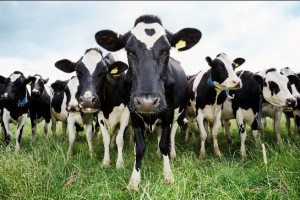 DairyImage1